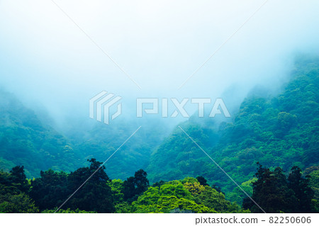 Image of foggy forest 82250606