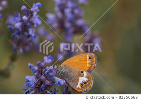 Sennitsy Latin Coenonympha - A genus of butterflies in the satyrin family on a lavender flower 82250669
