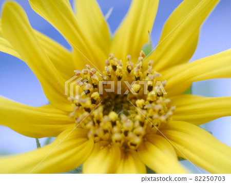 Sunflower Sunflower 82250703