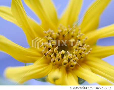 Sunflower Sunflower 82250707