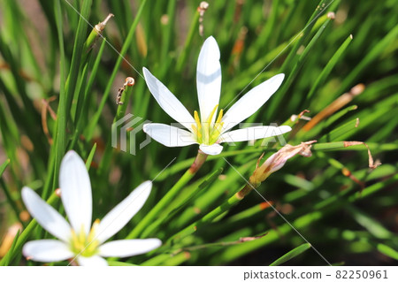 White zephyrlily flowers blooming in the autumn park 82250961