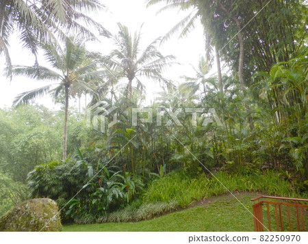 Forest in Bali, Indonesia 82250970