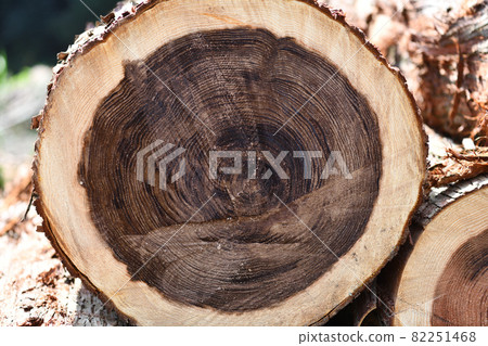 Sugi thinning and annual rings 82251468