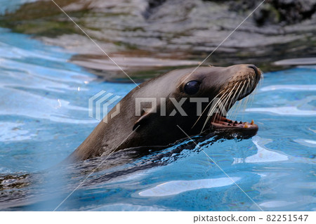 Swimming California sea lion (face) Swimming California sea lion (face) 82251547