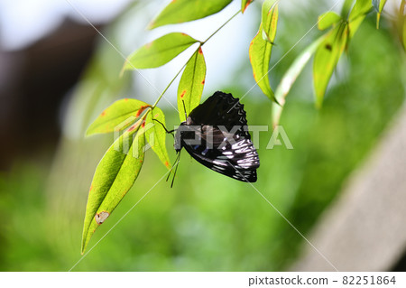 蛺蝶科，蛺蝶 82251864