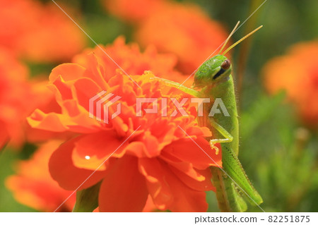 Grasshopper trying to hide in marigold 82251875