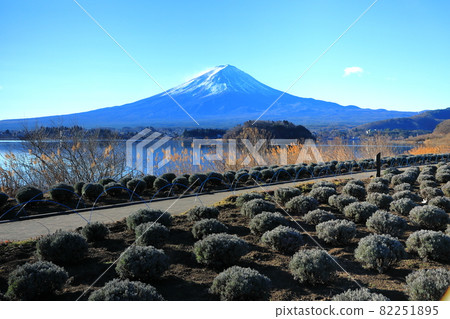 山梨縣河口湖町河口湖大石公園的薰衣草田風光 山梨縣河口湖町河口湖大石公園的薰衣草田風光 82251895