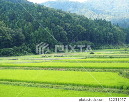 Early summer rice field Early summer rice field 82251957