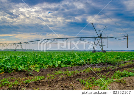 Watering beets in a large field using a self-propelled sprinkler system with a center swing. Modern agricultural technologies. Industrial production of agricultural crops. Copy space 82252107