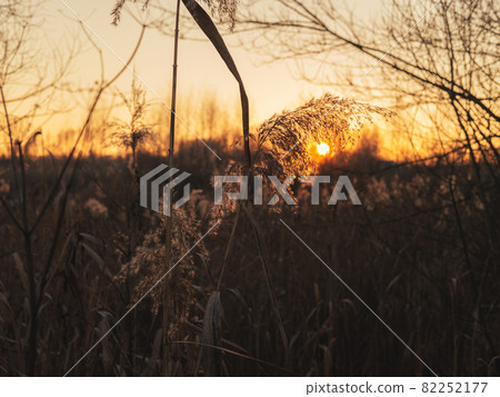 Beautiful immortelle branch on the sunset at the beginning of the winter. Beautiful immortelle branch on the sunset at the beginning of the winter. 82252177