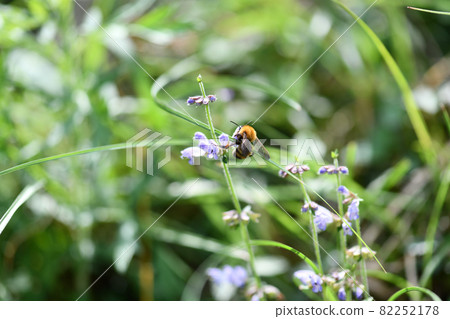 Tiger bumblebee (Tiger Maru flower bee) 82252178