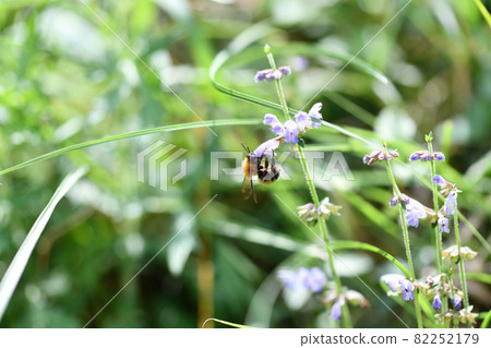 Tiger bumblebee (Tiger Maru flower bee) Tiger bumblebee (Tiger Maru flower bee) 82252179