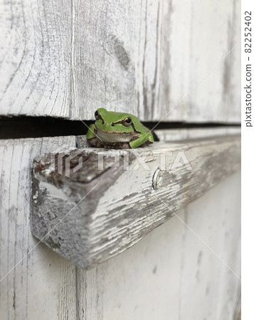 躲避青蛙颱風 82252402