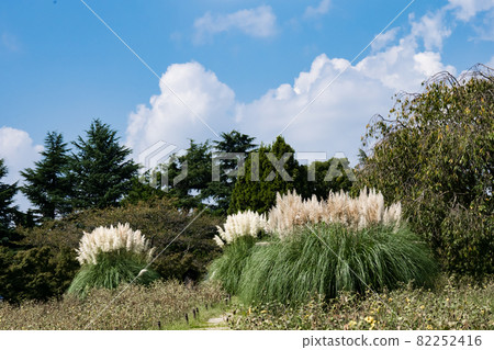 藍天和白色雲彩和Pampasgrass 82252416