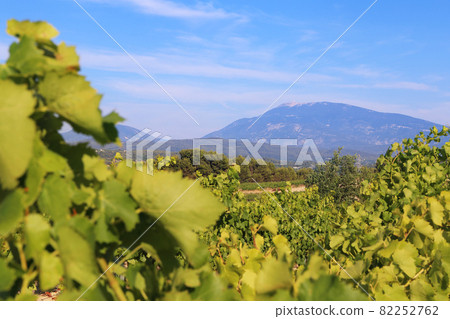 France. Provence. Summer vineyards, view of Mont Ventoux 82252762