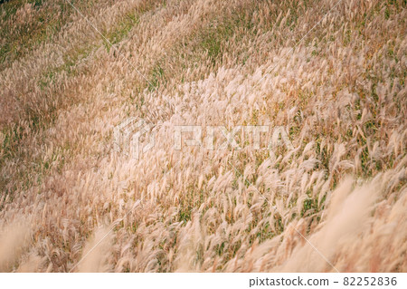 Soni plateau in autumn at dusk Soni plateau in autumn at dusk 82252836
