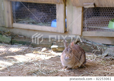 Rabbit from Rokkosan Pasture Rabbit from Rokkosan Pasture 82253061