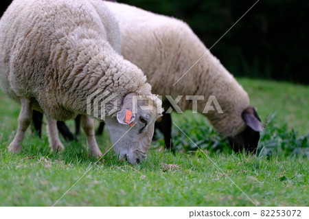 Rokkosan Pasture Sheep 8 Rokkosan Pasture Sheep 8 82253072