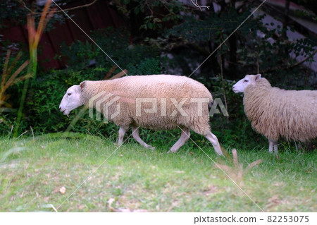 Rokkosan Pasture Sheep 11 Rokkosan Pasture Sheep 11 82253075