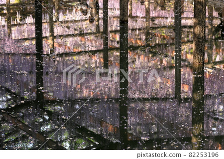 Kushaku wisteria reflected in the hydrophobicity of Tsushima Tennogawa Park 82253196