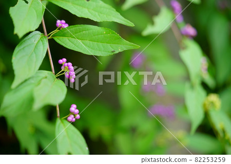 奈良江後寺的早期紫水晶 82253259