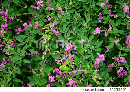 奈良江後寺、萩花園 奈良江後寺、萩花園 82253261