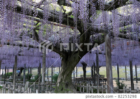 Old wisteria tree in Tsushima Tennogawa Park Old wisteria tree in Tsushima Tennogawa Park 82253298