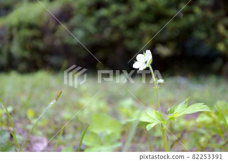 Geranium thunbergii blooming in the autumn field 82253391