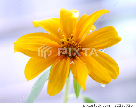 Jerusalem artichoke 82253720