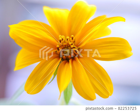 Jerusalem artichoke Jerusalem artichoke 82253725