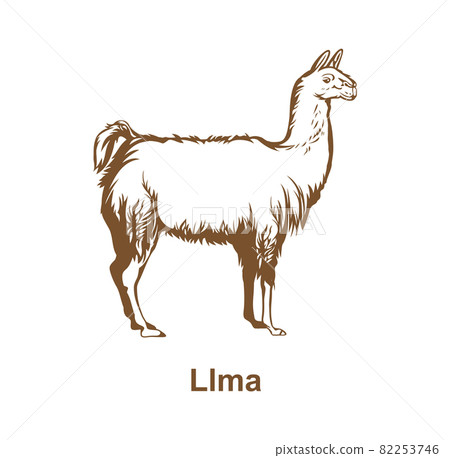Realistic llama hand drawn design illustration vector eps format , suitable for your design needs, logo, illustration, animation, etc. Realistic llama hand drawn design illustration vector eps format , suitable for your design needs, logo, illustration, animation, etc. 82253746