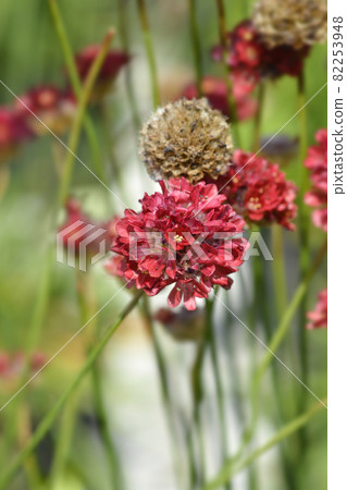 Great thrift Ballerina Red 82253948