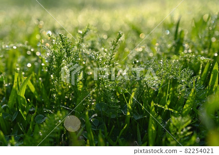 Beautiful nature background with grass and morning dew. Sunbeams of the morning sun with water drops. Concept for nature and environment. Beautiful nature background with grass and morning dew. Sunbeams of the morning sun with water drops. Concept for nature and environment. 82254021