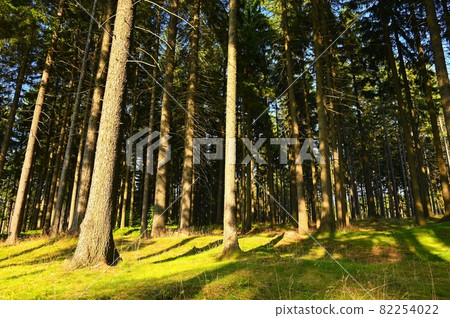 Beautiful nature background with forest. Summer day with trees and with sun rays for rest and relaxation. Concept for nature and environment. 82254022