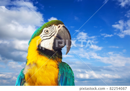 macaw papagay against sky 82254087