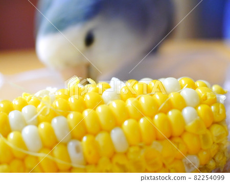 玉米飯，小鳥 82254099