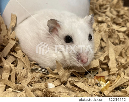 Shiratama-chan 82254252