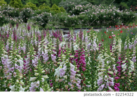 Lupine and rose flowers Lupine and rose flowers 82254322