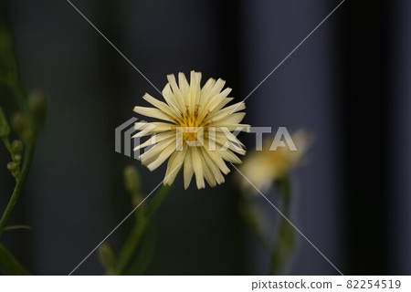 Aquinonogi flowers 82254519