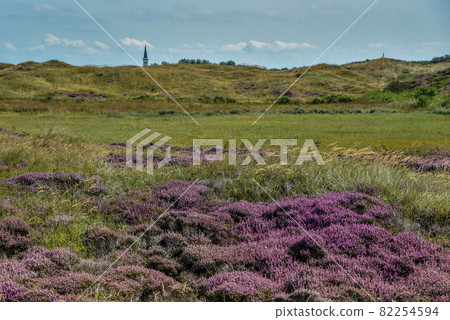 Texel, Netherlands. September 2021. Flowering heather on the island of Texel. 82254594