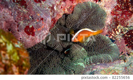 [Underwater photograph] Colorful fish, anemone fish that I met in the sea of Ishigaki Island 82255656