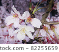 櫻花湯 82255659