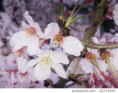 Cherry blossom doup 82255659