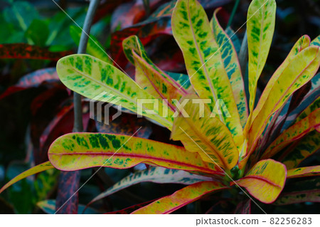 View on garden croton or codiaeum variegatum. 82256283