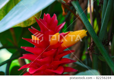 Close-up of a blooming pineapple in the rainforest. 82256284