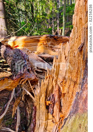Close-up of a broken tree after a storm. Close-up of a broken tree after a storm. 82256286