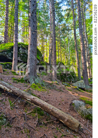 Beautiful view of the trees in the mountains, fresh clean air, hiking. 82256289