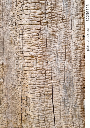 Close-up on the light texture of the tree, background. 82256323