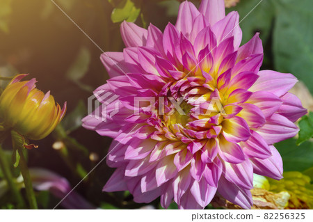 Close-up of a beautiful flowering dahlia in the park. Close-up of a beautiful flowering dahlia in the park. 82256325