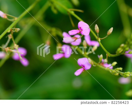 Close-up of Nasubitohagi flowers and buds Close-up of Nasubitohagi flowers and buds 82256423